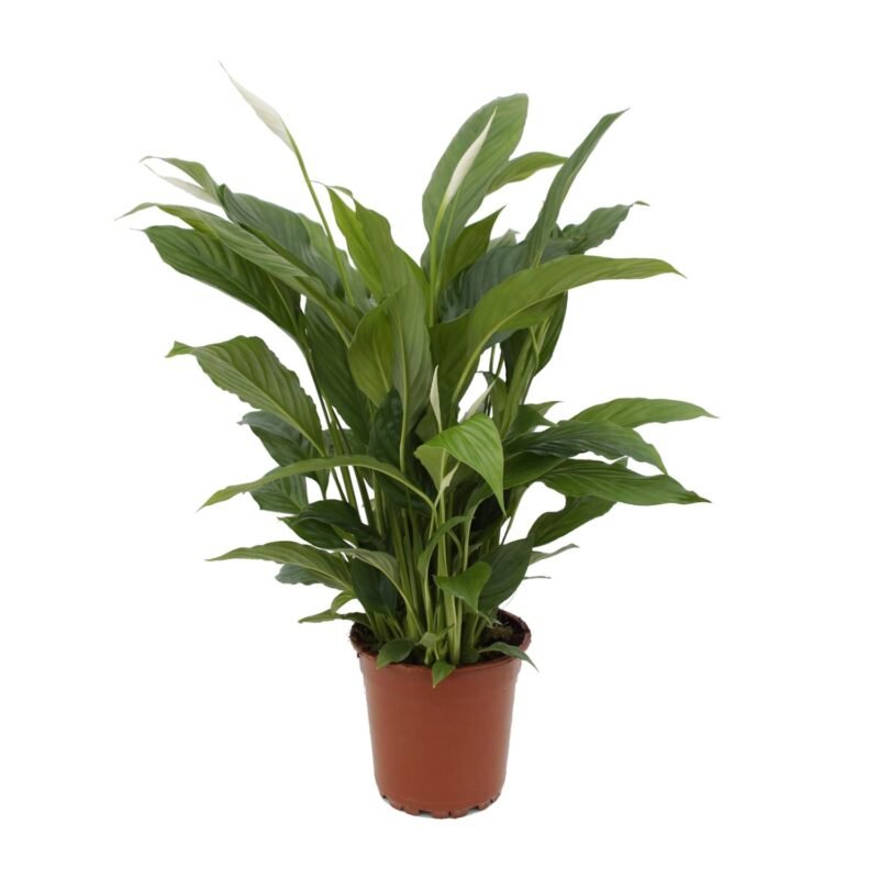 Spathiphyllum ‘Torelli’ – Lepelplant Torelli