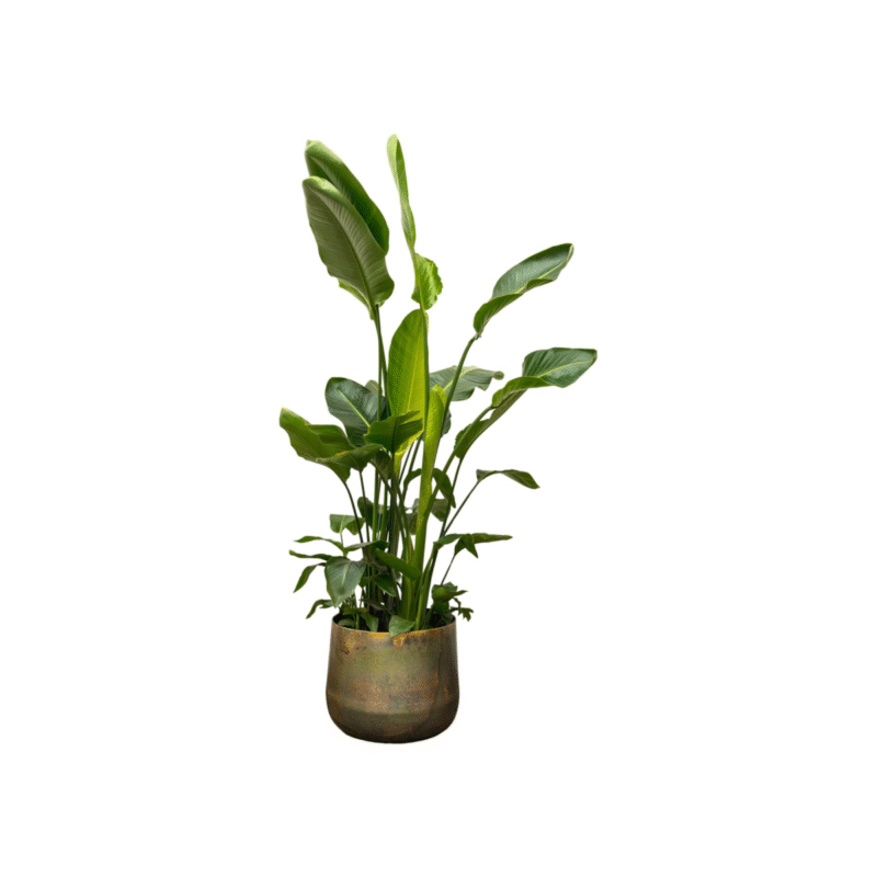 Strelitzia nicolai - Paradijsvogelplant - 250 cm - in luxe pot XXL