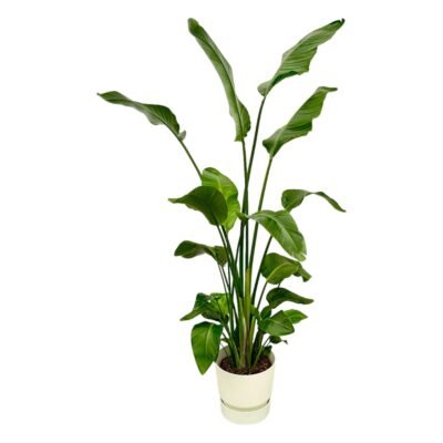 Strelitzia nicolai – Paradijsvogelplant Nicolai in Elho Greenville Pot - 170 / Wit