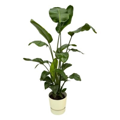 Strelitzia nicolai – Paradijsvogelplant Nicolai in Elho Greenville Pot - 160 / Wit