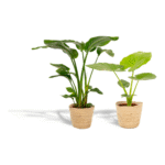 Strelitzia Nicolai 85 cm + Alocasia Macrorrhiza 70 cm met mand Selin