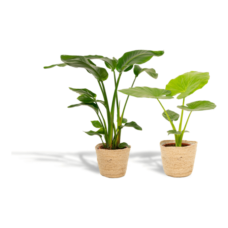 Strelitzia Nicolai 85 cm + Alocasia Macrorrhiza 70 cm met mand Selin