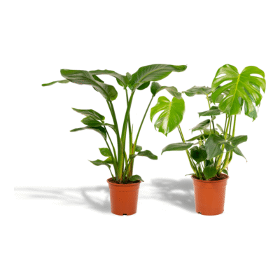 Duo: Strelitzia Nicolai 85 cm + Monstera Deliciosa 75 cm