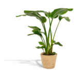 Strelitzia nicolai - Paradijsvogelplant - 90 cm + Mand Selin