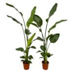 Strelitzia nicolai - Paradijsvogelplant - 130 cm - 2 stuks