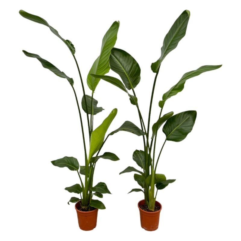 Strelitzia nicolai - Paradijsvogelplant - 130 cm - 2 stuks