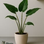 Alocasia Zebrina met grote olifantsoorbladeren en gestreepte stelen in een woonkamer.