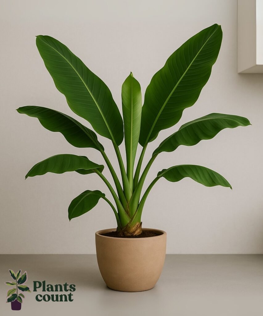 Bananenplant verzorgen in woonkamer