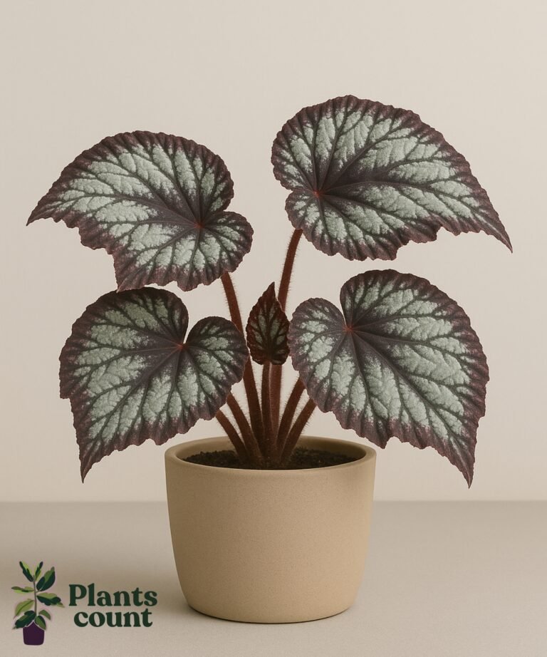 Begonia Rex bladplant met opvallende patronen – Plantscount