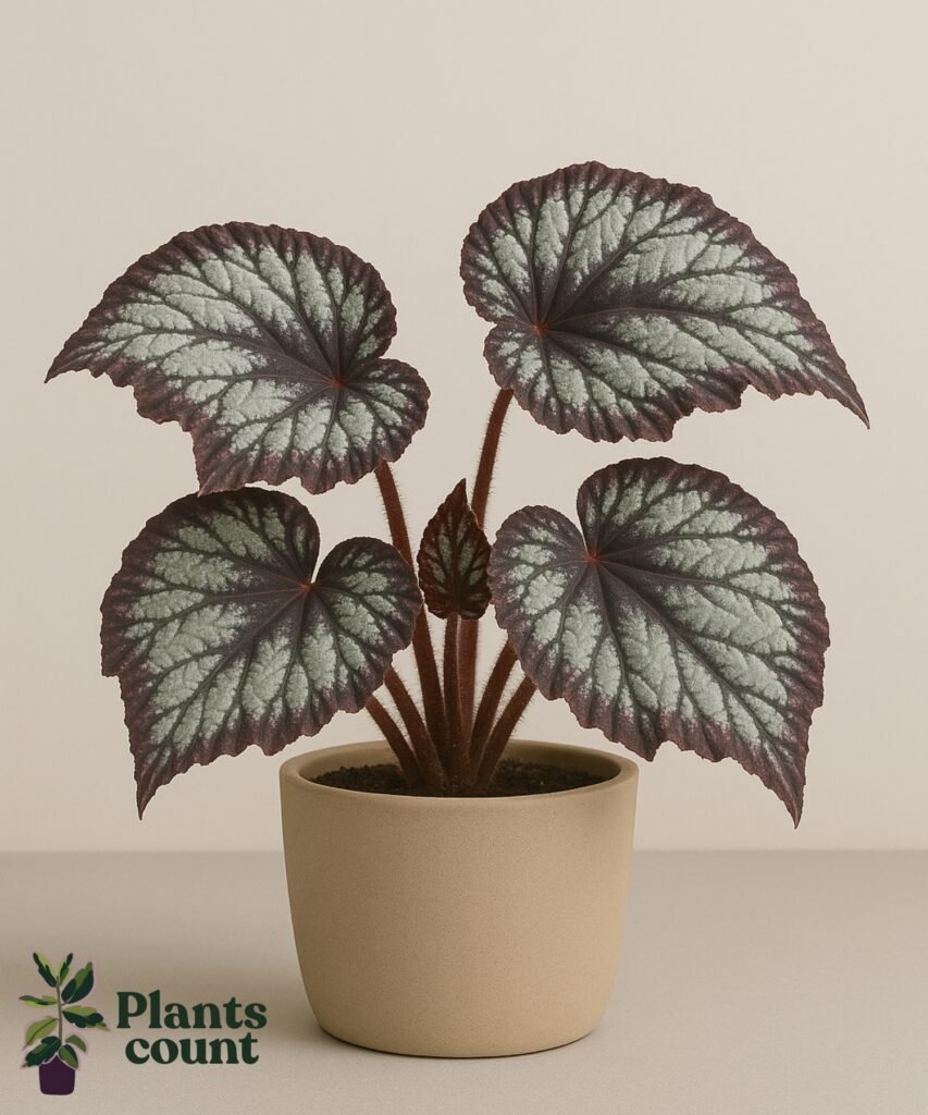 Begonia Rex bladplant met opvallende patronen – Plantscount