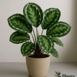 Calathea verzorgen met sproeien