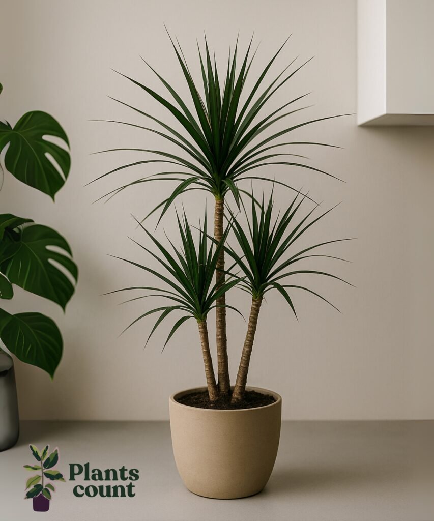 Dracaena verzorgen in woonkamer