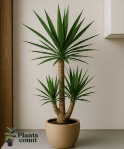 Yucca verzorgen in woonkamer