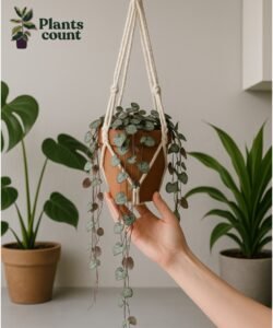 Chinees lantaarnplantje verzorgen in hangpot