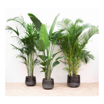 Voordeelpakket XXL: Kentia 200 cm + Strelitzia Nicolai 225 cm + Areca 200 cm