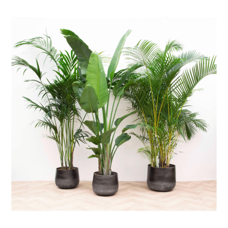 Voordeelpakket XXL: Kentia 200 cm + Strelitzia Nicolai 225 cm + Areca 200 cm