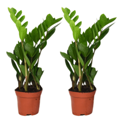 Zamioculcas Zamiifolia - 2 stuks - ø12cm - 40cm
