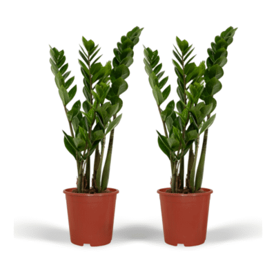 Zamioculcas Zamiifolia - 2 stuks - ø14 cm - 50cm
