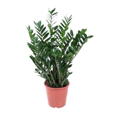 Zamioculcas zamiifolia – ZZ plant - 100