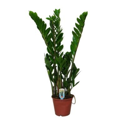 Zamioculcas zamiifolia – ZZ plant - 60