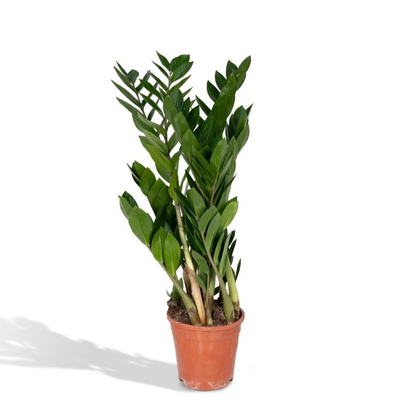 Zamioculcas zamiifolia – ZZ plant