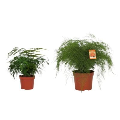 Asparagus setaceus – Sierasperge (Verenplant)