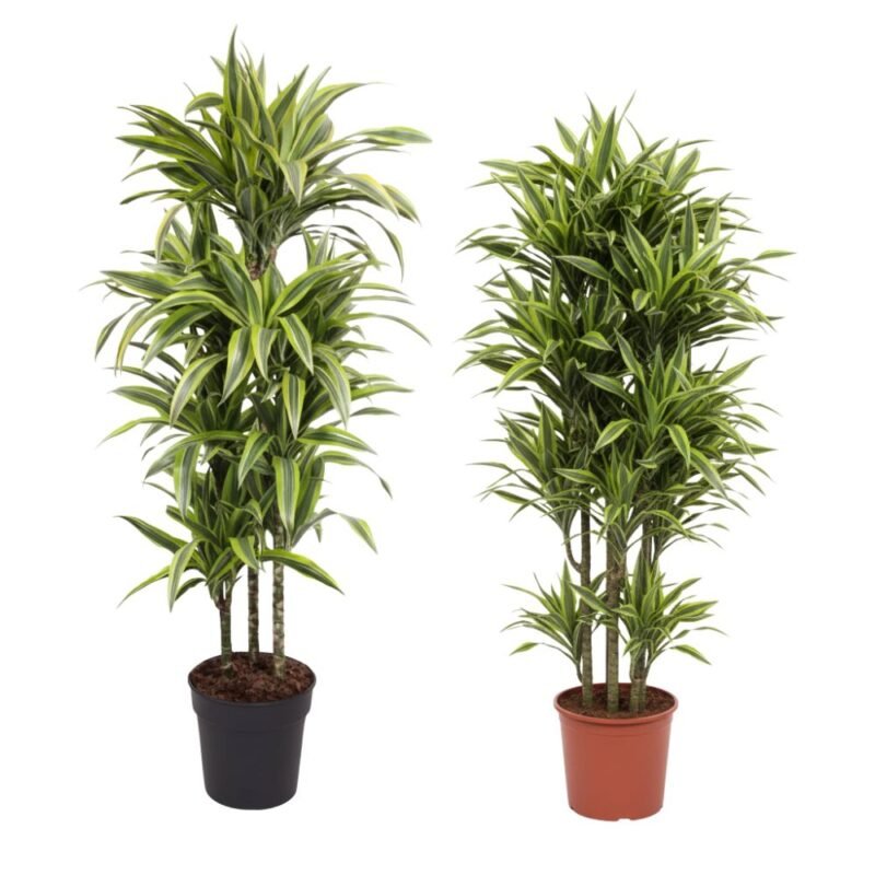 Dracaena fragrans ‘Lemon Lime’ – Drakenbloedboom Lemon Lime