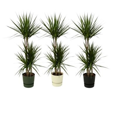 Dracaena marginata – Drakenbloedboom in Elho Greenville Pot