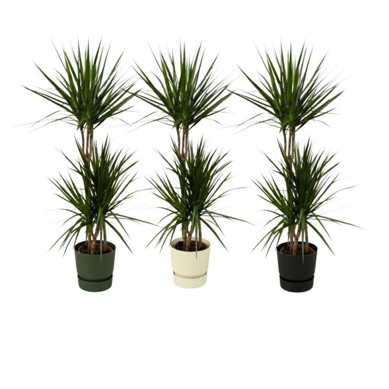 Dracaena marginata – Drakenbloedboom in Elho Greenville Pot