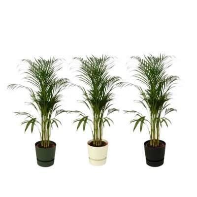 Dypsis lutescens – Goudpalm (Areca) in Elho Greenville Pot