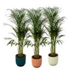 Dypsis lutescens – Goudpalm (Areca) in Elho Vibes Round Pot
