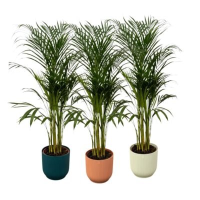 Dypsis lutescens – Goudpalm (Areca) in Elho Vibes Round Pot