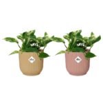 Epipremnum aureum ‘Marble Queen’ – Scindapsus Marble Queen in Elho Vibes Fold Pot