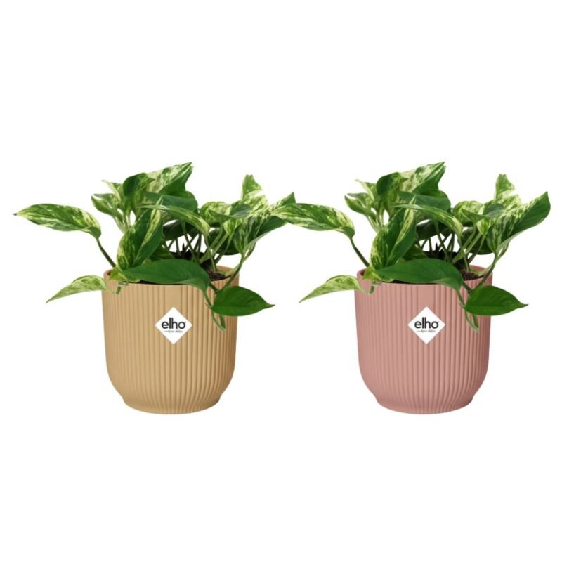 Epipremnum aureum ‘Marble Queen’ – Scindapsus Marble Queen in Elho Vibes Fold Pot