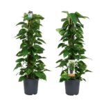 Epipremnum aureum – Scindapsus (Goudrank) mosstok