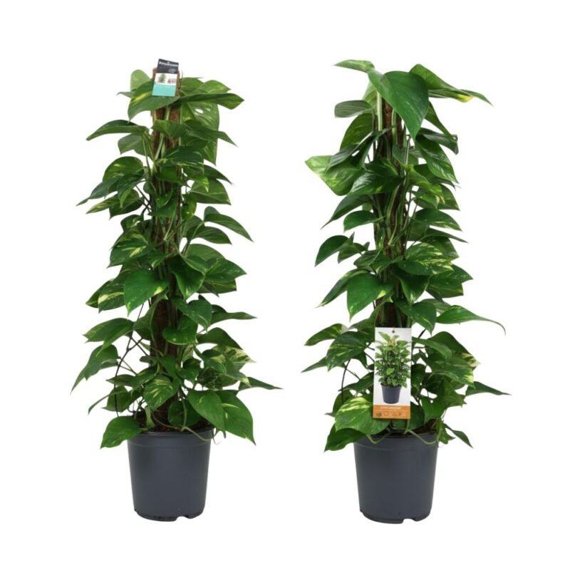 Epipremnum aureum – Scindapsus (Goudrank) mosstok