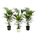 Howea forsteriana – Kentia palm in Elho Greenville Pot
