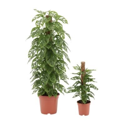 Monstera adansonii – Monkey Leaf mosstok