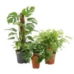 Rhaphidophora tetrasperma – Monstera minima