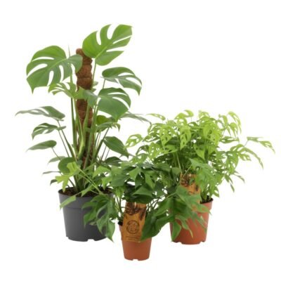 Rhaphidophora tetrasperma – Monstera minima