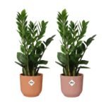 Zamioculcas zamiifolia – ZZ plant in Elho Vibes Fold Pot