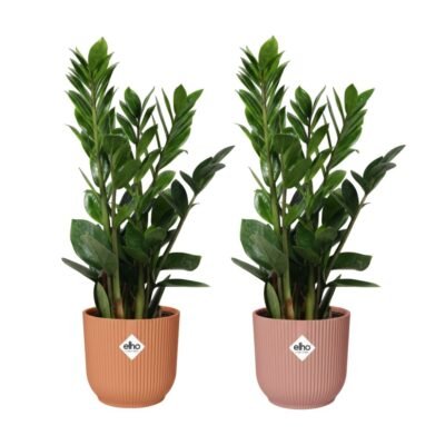 Zamioculcas zamiifolia – ZZ plant in Elho Vibes Fold Pot