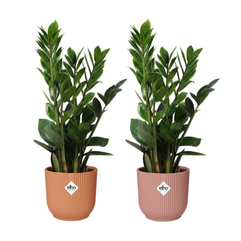 Zamioculcas zamiifolia – ZZ plant in Elho Vibes Fold Pot