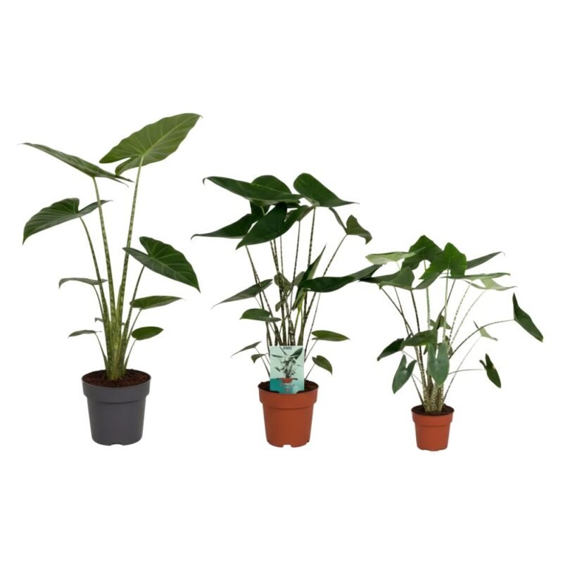 Alocasia zebrina – Zebraplant (Olifantsoor)