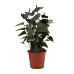 Anthurium andraeanum - Flamingoplant Black Love - 36 cm