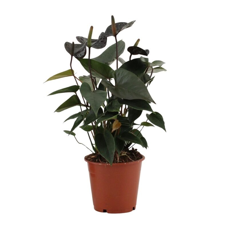 Anthurium andraeanum - Flamingoplant Black Love - 36 cm