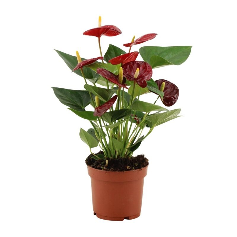 Anthurium andraeanum - Flamingoplant Calon - 36 cm