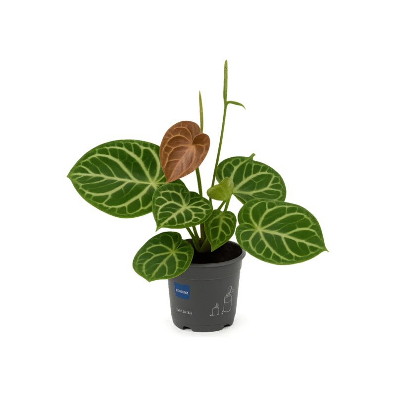 Anthurium crystal hybride compact - Flamingoplant Crystal Hybrid - 40 cm
