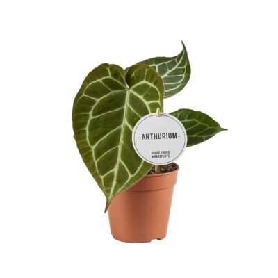 Anthurium crystallinum - Flamingoplant Crystallinum - 20 cm