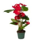 Anthurium andraeanum – Flamingoplant Red